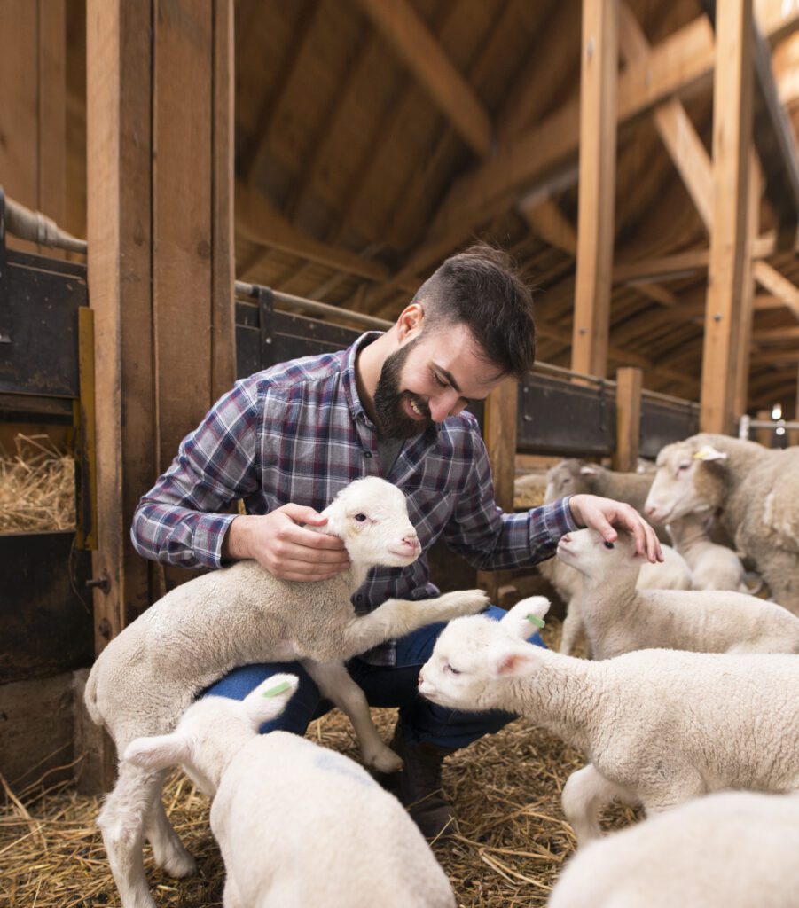 Landwirt mit Lämmern